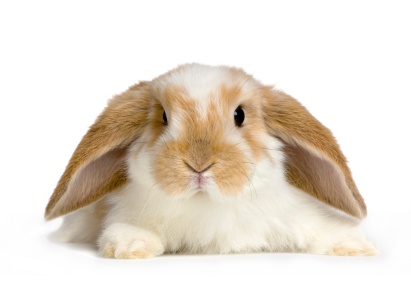 FINE PET Zakrslý králík premium 1,7kg