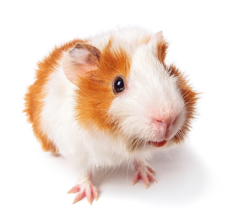 FINE PET Morče premium 1,9 kg