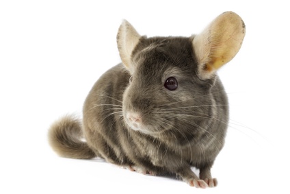 FINE PET Koupací písek pro činčilu 1kg