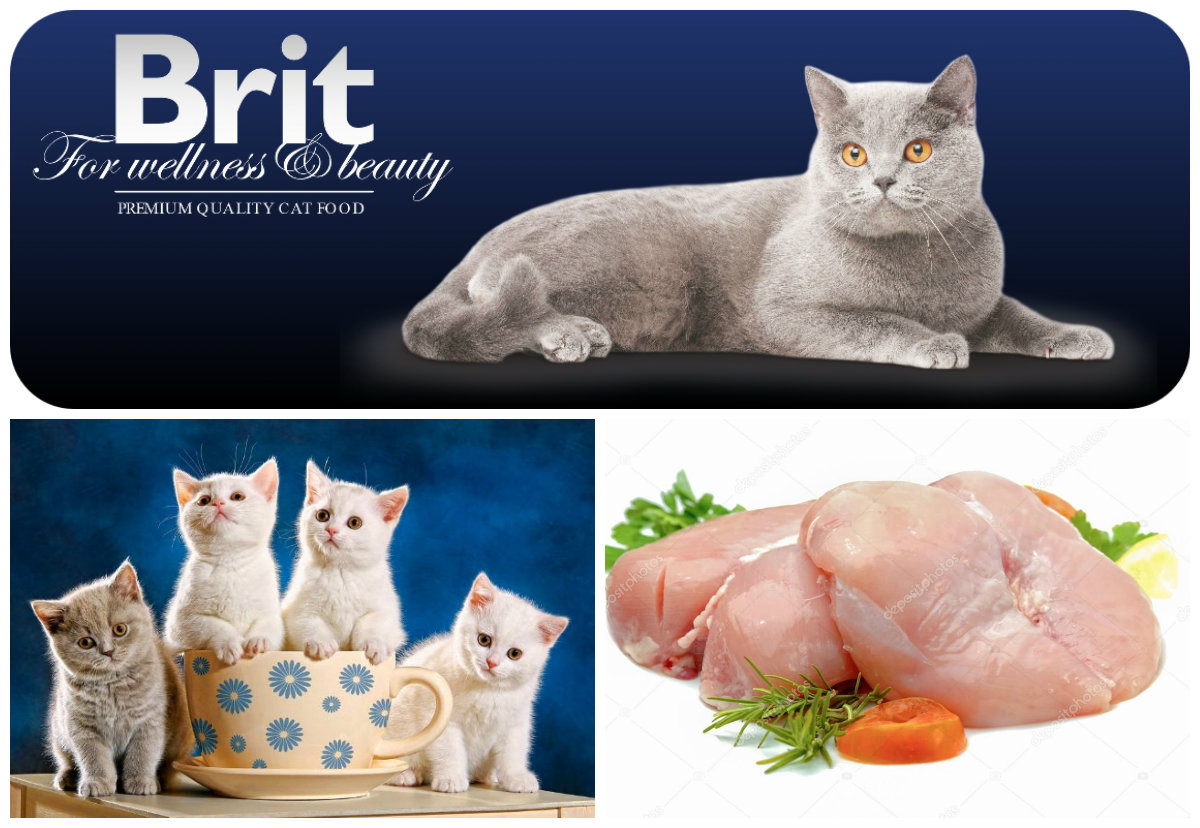 Brit Premium Cat Kitten 1,5kg