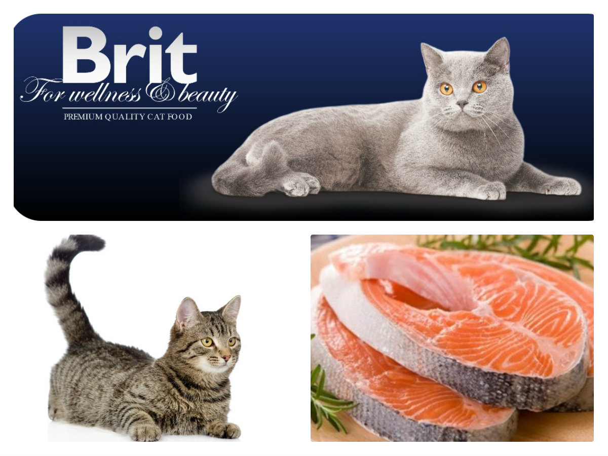 Brit Premium Cat Adult Salmon 1,5kg