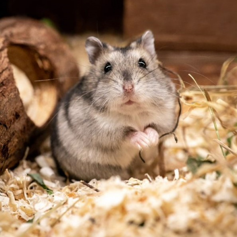 Klec SMALL ANIMALS Jakub zelená s výbavou