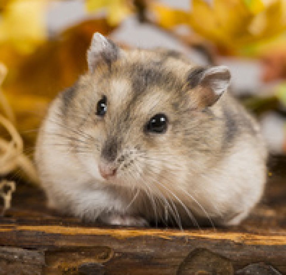 Klec SMALL ANIMALS Libor černá s oranžovou výbavou