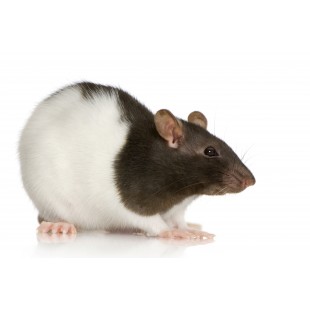 Brit Animals Potkan 300g 