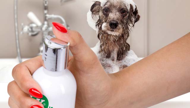 Šampon pro světlou srst se zjemňujícími účinky 250 ml, s výtažky z břízy a heřmánku