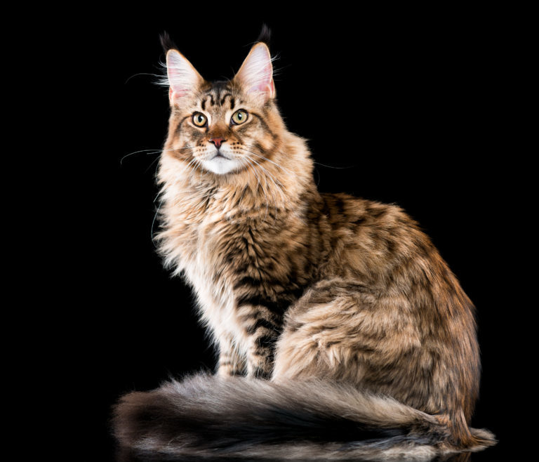 Brit Care Cat GF Haircare Healthy & Shiny Coat 400g