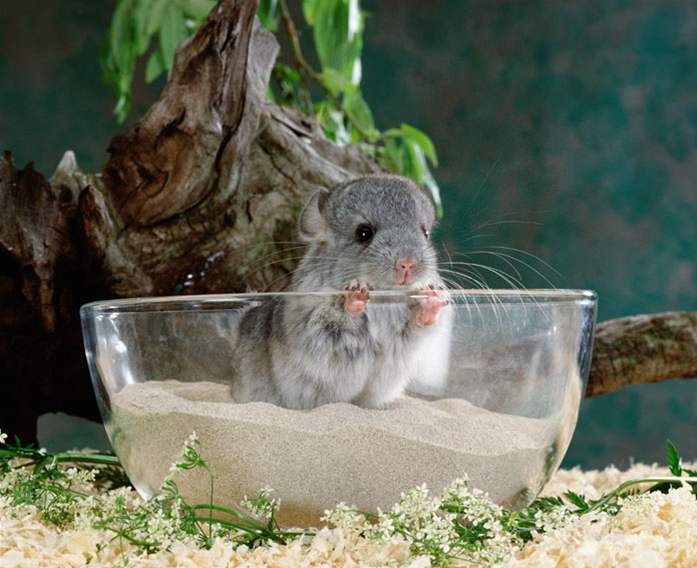 FINE PET Koupací písek pro činčilu 1kg