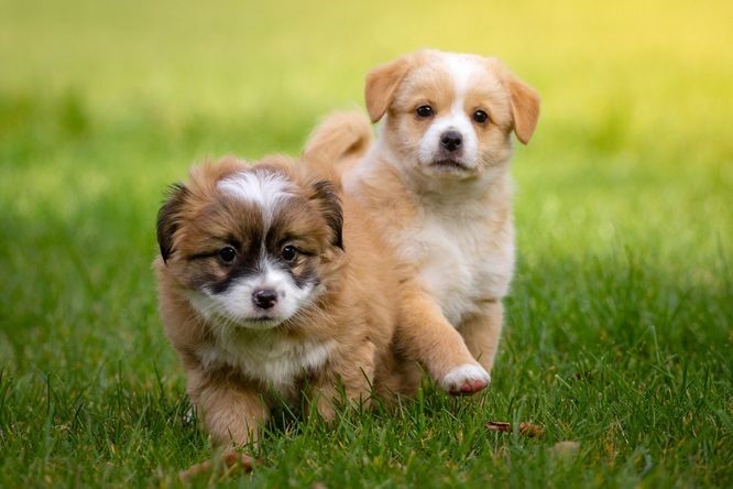 BRIT CARE Puppy All breed Lamb 3kg