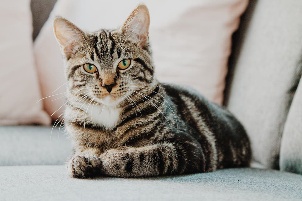 PURINA ONE Sterilecat minifiletky krůta a zelené fazolky 85g 