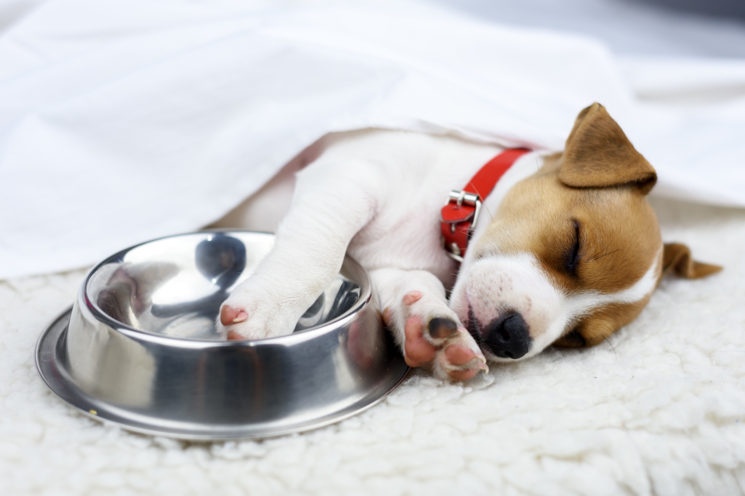 Plaisir dog vanička PUPPY pro štěňata 300g