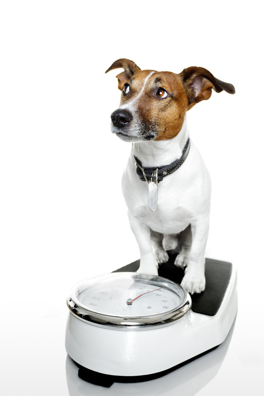 BRIT CARE Weight Loss Rabbit 12kg