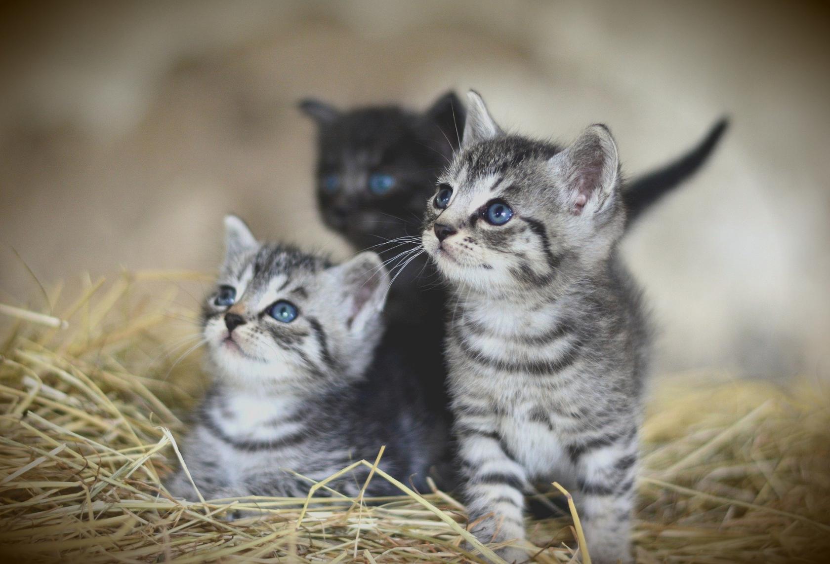 Brit Care Cat GF Kitten 2kg
