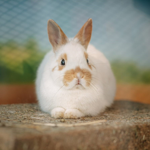 Klec pro králíky Bunny Bungalow 120cm
