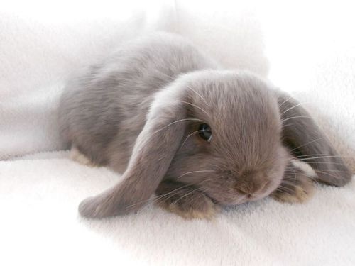 Klec králík Bunny Bungalow 80cm
